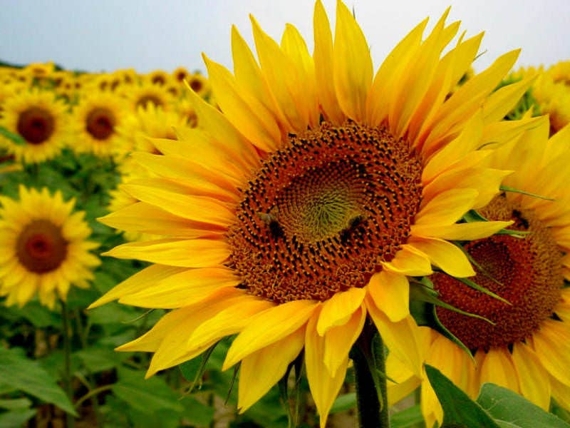 Sunflower Watering Can Green - Sunflower Seeds: 1 Gram