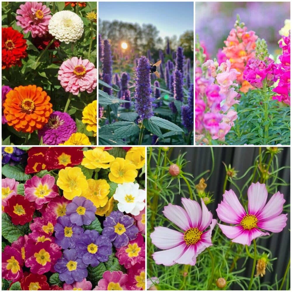 Bee Kind Mix - Wildflower Seeds: 0.5 Gram