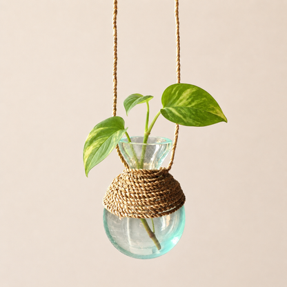 Hanging glass propagation vase with plant, handblown recycled glass.