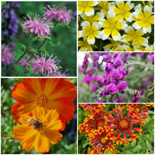 Bee Kind Mix - Wildflower Seeds: 0.5 Gram